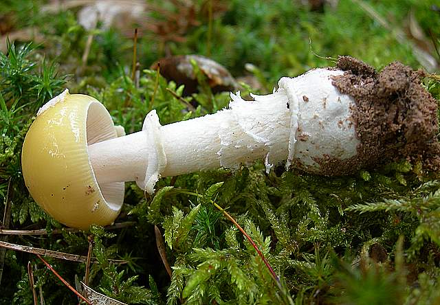 Alcune specie di fine primavera